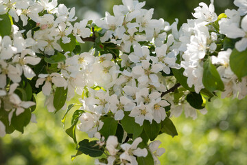 White blooming flowers on blurred background. Apple tree bloom in sunshine in garden and park. Beautiful backdrop for Easter, spring or summer blossom concept. Close up, selective soft focus