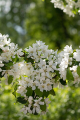 White blooming flowers on blurred background. Apple tree bloom in sunshine in garden and park. Beautiful backdrop for Easter, spring or summer blossom concept. Close up, selective soft focus, vertical