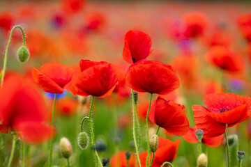 Obraz premium Mohnblumen in einem Feld