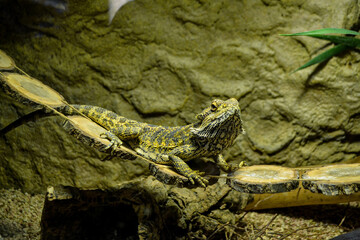 Iguana is a lizard reptile in the iguana family. close up in cage and see iguana scale. Iguana,...