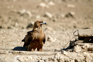 Tawny Eagle, Kgalagadi, South Africa