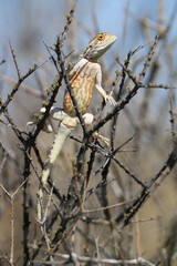 Ground Agama, sunbathing, Kgalagadi, South Africa