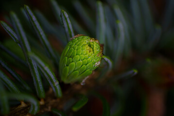 Gros plan de jeunes bourgeons de sapin vert tendre cassent leur pellicule pour gonfler et grandir