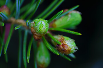Gros plan de jeunes bourgeons de sapin vert tendre cassent leur pellicule pour gonfler et grandir