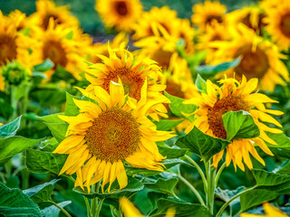 Beautiful field with  big sunflowers