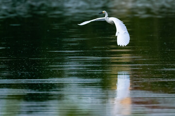 Flying Heron