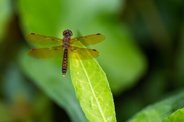 Dragonfly closeup