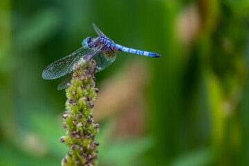 Dragonfly closeup
