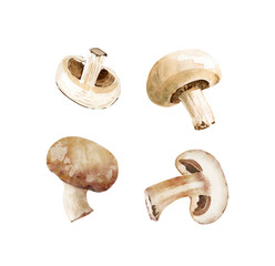 set of mushrooms champignons watercolor illustration isolated on white background.