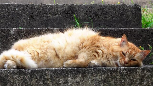 The ginger cat sleeping on the stone steps opened his eyes..