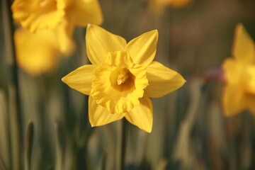 Portrait of a yellow Narcissus, with similar flowers in the background