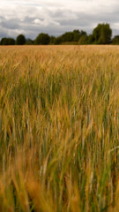 Obraz premium Beautiful landscape field on a summer day. Rural scene. Close up of wheat ears, field of wheat