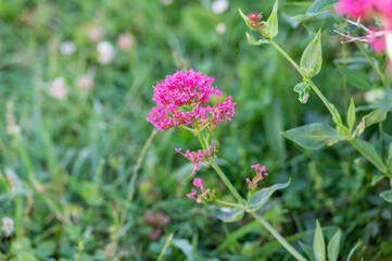 pink flowers in the garden