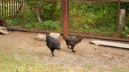 Chicken grazes on a farm in the village
