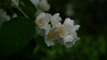 Obraz premium Beautiful white jasmine flowers on a green bush in the garden