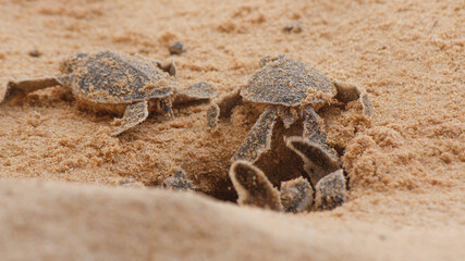 baby turtles coming out of nest. selective focus