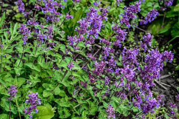 Nepeta transcaucasica purple wild spring flower