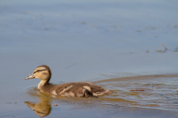 beautiful ducks by the lake