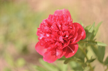 Bright burgundy peony blossomed in early spring