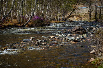 Turbid water of the Chuya river in the Altai Republic, Nature landscape with mountains, river and trees in Russia