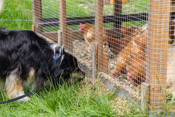 Closeup side view of a black long haired large breed dog, curiously investigating a chicken pen with a group of caged brown hens. With copy space.  © Valmedia