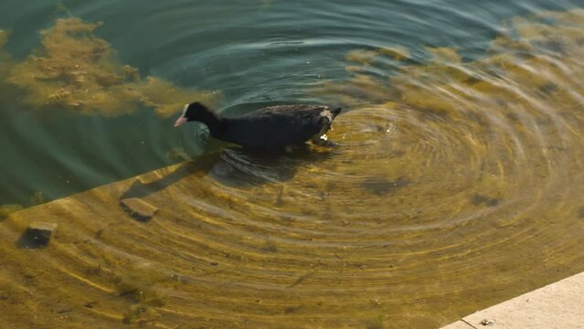 Black, Common or Eurasian coot Fulica atra on a lake in a city park. Close-up. Slow motion. Black duck eating algae near the shore