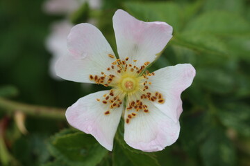 A closeup of a white flower. The photo was taken at a meadow during summer.
