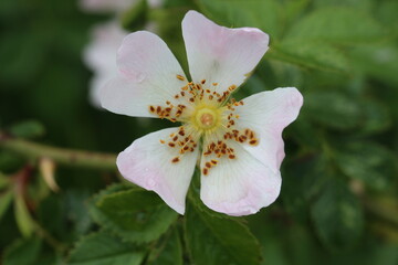 A closeup of a white flower. The photo was taken at a meadow during summer.