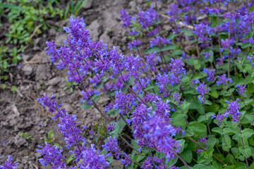 Nepeta transcaucasica purple wild spring flower