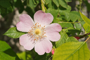 Dog Rose blossom, blooming bush of Rosa canina. Closeup, selective focus, no people.