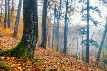 Misty autumn forest.