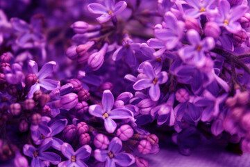 Fototapeta na wymiar Lilac flowers in neon light.