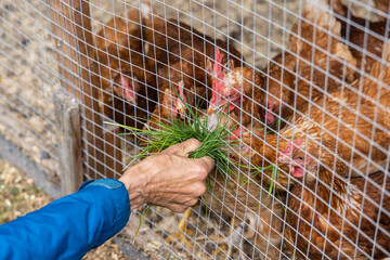 High angle close up view on the arm and hand of an elderly person, feeding chickens with freshly picked grass through the mesh of an enclosed pen. - obrazy, fototapety, plakaty