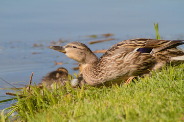 beautiful ducks by the lake