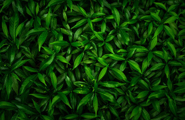 Naklejka na ściany i meble abstract green leaf texture, tropical leaf, nature background. 