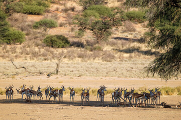 Fototapeta na wymiar Springbok in the Kgalagadi, South Africa