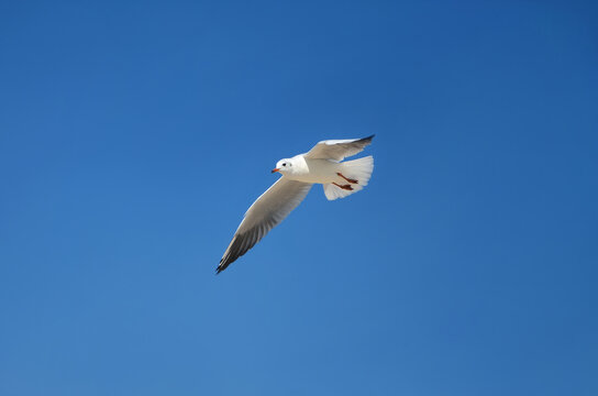   White seagull soar in a blue sky. Wild birds wildlife outdoors photo. Free copy space. Summer vacation at the sea concept.