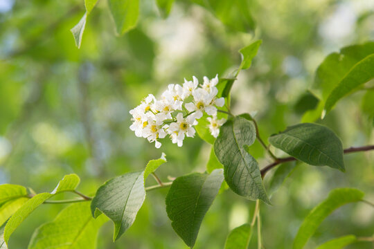 Bird cherry blossoms in spring.Cherry blossoms in early spring.
