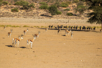 Springbok in the Kgalagadi, South Africa