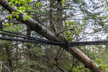 Closeup view of an uprooted tree trunk blown onto overhead electricity supply cables during a storm with gale winds, causing local power outages.