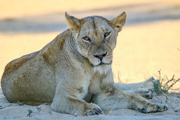 Lioness in the Kgalagadi, South Africa