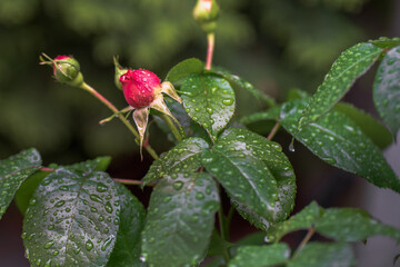 Bud of a blooming scarlet rose and green leaves are covered with raindrops on a summer morning on a blurred background of a green garden. Selective focus