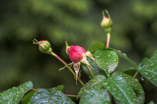 Bud of a blooming scarlet rose and green leaves are covered with raindrops on a summer morning on a blurred background of a green garden. Selective focus, copy space