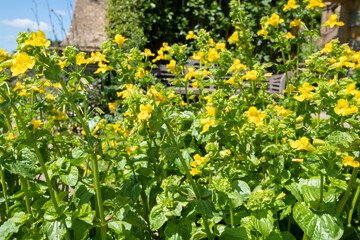 Yellow monkeyflowers (erythranthe guttata) in bloom