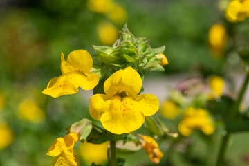 Close up of yellow monkeyflowers (erythranthe guttata) in bloom