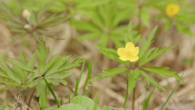 Small yellow flowers in the spring forest. Landscape flower in the forest.