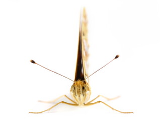 Queen of Spain fritillary (Issoria lathonia) isolated on white