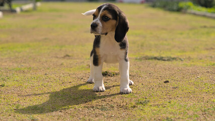 Cute small beagle puppy running in the sun 