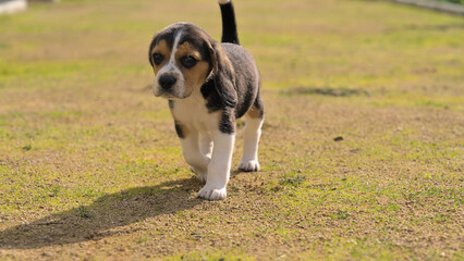 Cute small beagle puppy running in the sun 
