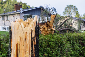 Closeup selective focus shot of a severed tree stump after high winds damage property, fallen trunk...